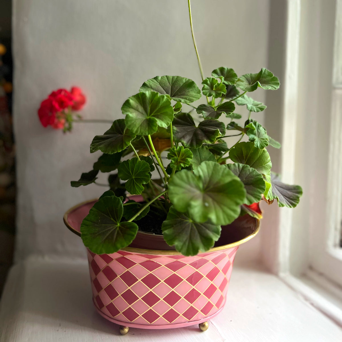Harlequin enamel and brass tabletop planter in Raspberry Pink with a red geranium