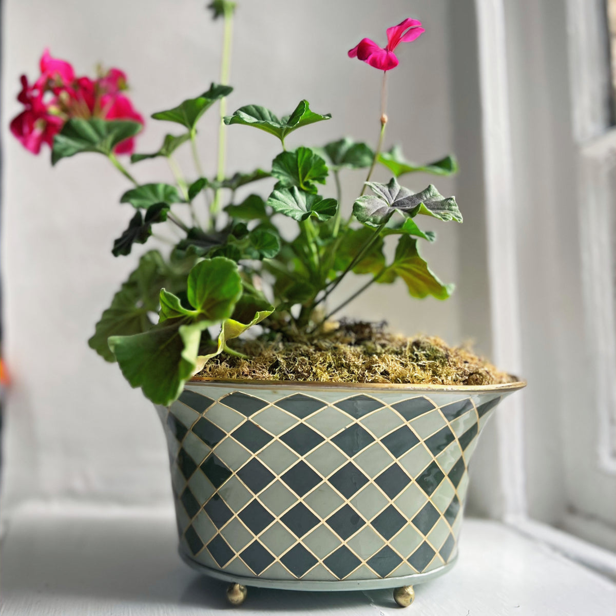 Harlequin enamel and brass tabletop planter in Sage Green with a pink geranium
